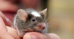 Serious Issues Caused by a Rat Bite