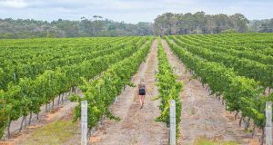 Margaret River Wine Tour A Tour Package That You Must Select