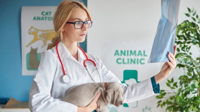 What is Your Veterinary Clinic Worth?