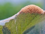 How to Get Rid of Spider Mites: Removal Tips for Trees and Plants How to Get Rid of Spider Mites Removal Tips for Trees and Plants