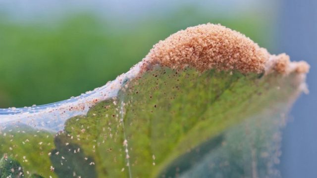 How to Get Rid of Spider Mites Removal Tips for Trees and Plants