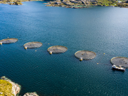 The 10 Most Impactful Trends in the Salmon Processing Industry