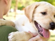 Enhancing Well-being through Animal-Assisted Therapy: Connecting with Nature through Animal Contact Enhancing Well-being through Animal-Assisted Therapy Connecting with Nature through Animal Contact