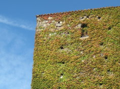 Maximizing Small Spaces Vertical Gardening Solutions for HDBs in Singapore