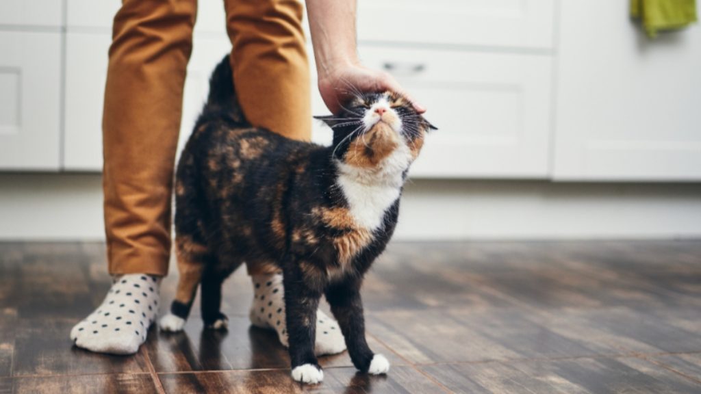 6 Tips for Condo Cat Owners