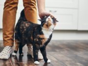 6 Tips for Condo Cat Owners