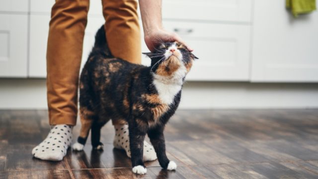 6 Tips for Condo Cat Owners