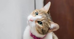 The Importance of XXS Kitten Collars A Guide for New Cat Owners