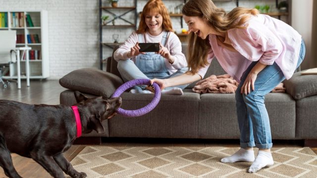 Tips on Choosing the Right Pet Toy