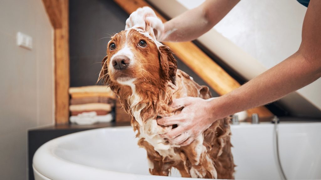 5 Pet-Friendly Amenities For Your Condo