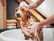5 Pet-Friendly Amenities For Your Condo