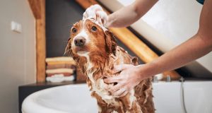 5 Pet-Friendly Amenities For Your Condo