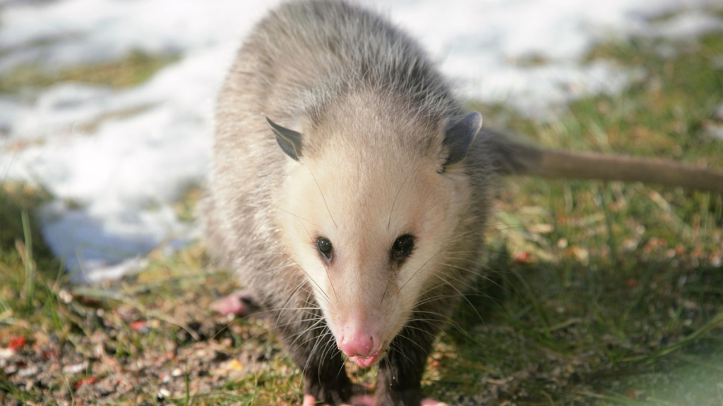 5 Easy Tips to Get Rid of Possums in Your Garden