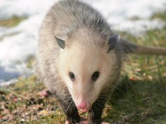 5 Easy Tips to Get Rid of Possums in Your Garden