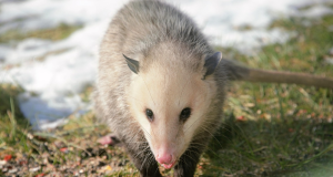 5 Easy Tips to Get Rid of Possums in Your Garden