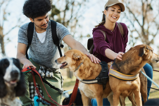 How Dog Walker Insurance Can Help in Case of Accidents