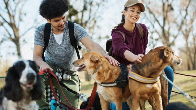 How Dog Walker Insurance Can Help in Case of Accidents