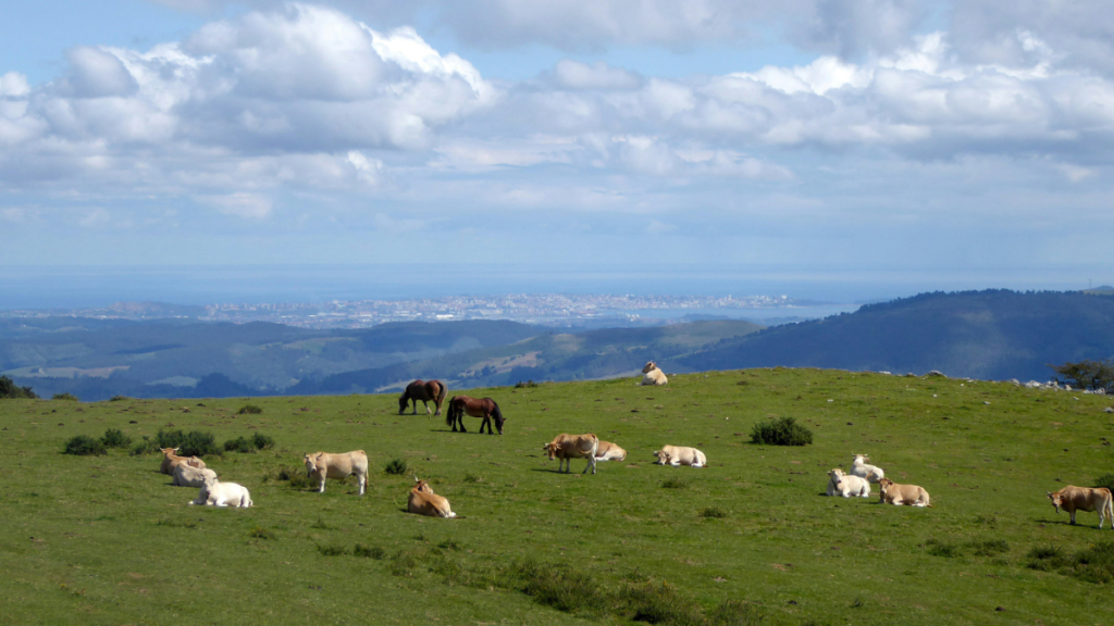 a herd of horses and cows on green grass with Cantabria’s Santander city in the back