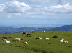 a herd of horses and cows on green grass with Cantabria’s Santander city in the back