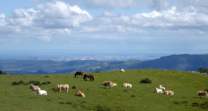 a herd of horses and cows on green grass with Cantabria’s Santander city in the back