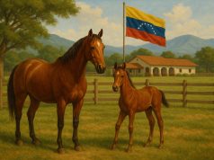 Venezuelan horse grazing in a green pasture, symbolizing traditional equestrian breeding