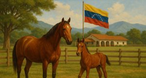 Venezuelan horse grazing in a green pasture, symbolizing traditional equestrian breeding