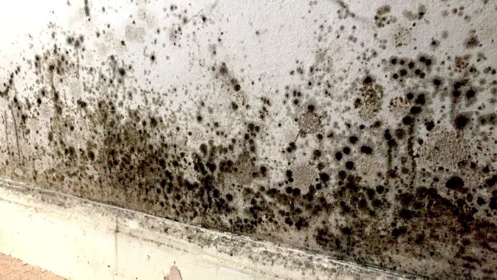 Image 1 of Mold Infestations in Florida Homes: Expert Strategies for Removal, Remediation, and Prevention
