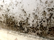 Image 1 of Mold Infestations in Florida Homes: Expert Strategies for Removal, Remediation, and Prevention