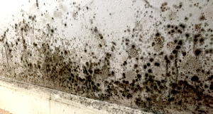 Image 1 of Mold Infestations in Florida Homes: Expert Strategies for Removal, Remediation, and Prevention