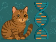 Tabby cat with DNA double helix graphic, illustrating feline genetic testing and analysis