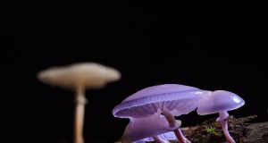 Why Should You Incorporate Mushroom Gummies as Part of Your Daily Lifestyle?