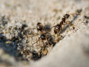Image 1 of How To Effectively Control Ant Infestations