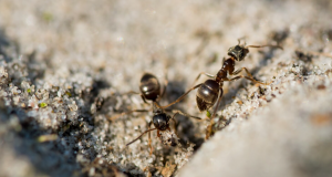 Image 1 of How To Effectively Control Ant Infestations
