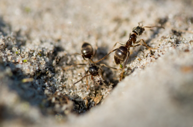 Image 1 of How To Effectively Control Ant Infestations