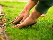 Image 1 of How Does Combining Weed Control And Fertilization Give Your Lawn A Real Edge?