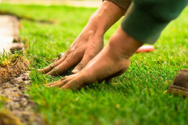 How Does Combining Weed Control And Fertilization Give Your Lawn A Real Edge? Image 1 Image 1 of How Does Combining Weed Control And Fertilization Give Your Lawn A Real Edge?